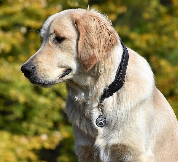 dog with silver paw tags