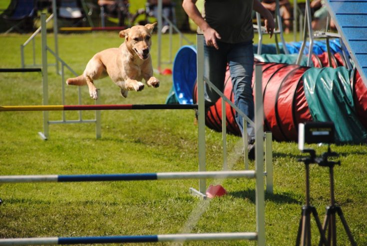 dog in agility training