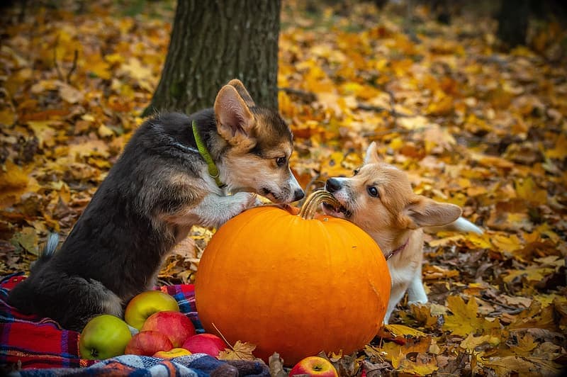 dogs and pumpkin