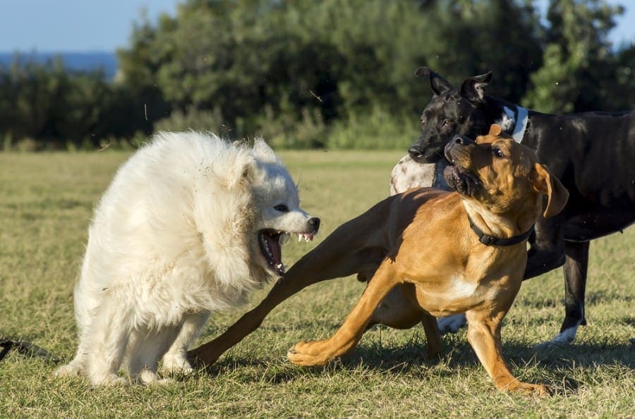 dogs fighting