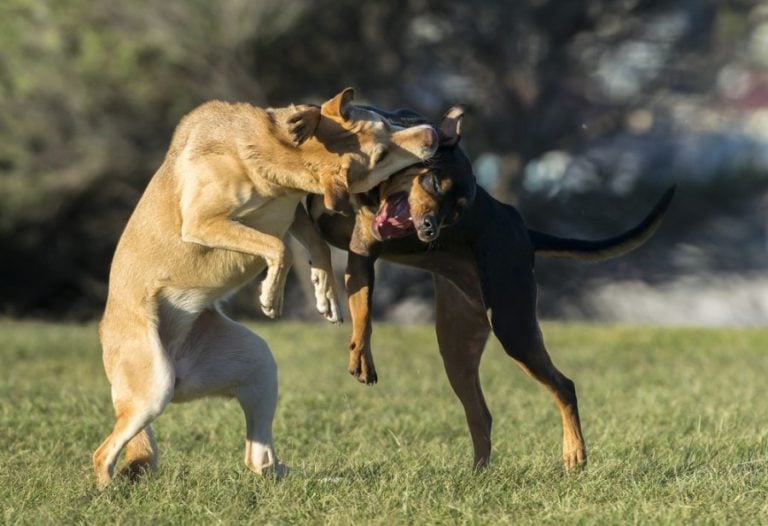 Littermate Syndrome in Dogs 9 VetReviewed Facts Hepper Pet Resources