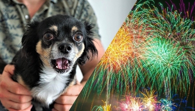 dogs in fireworks 1