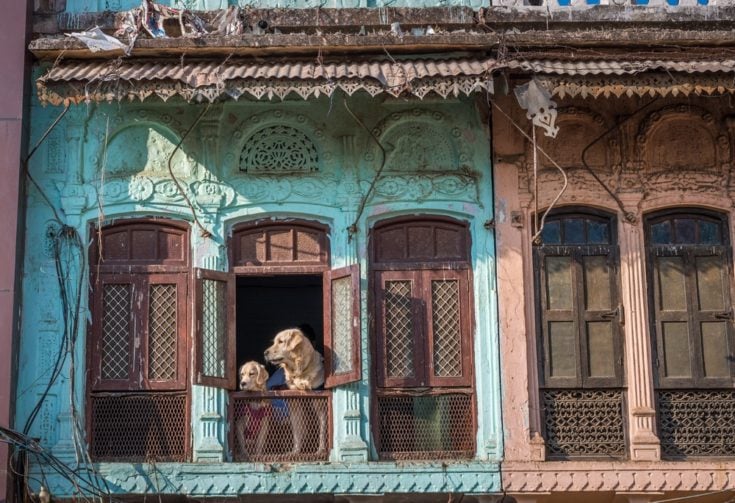 dogs in india