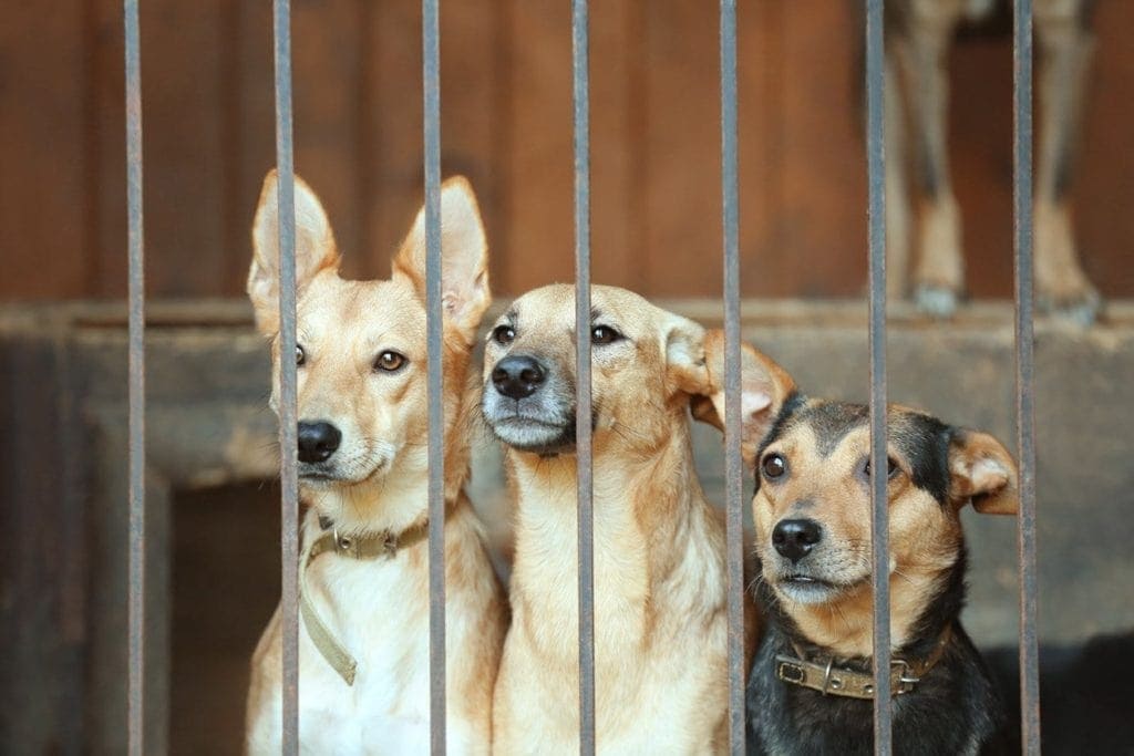 dogs in the shelter