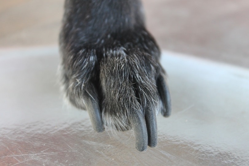 dog's nails