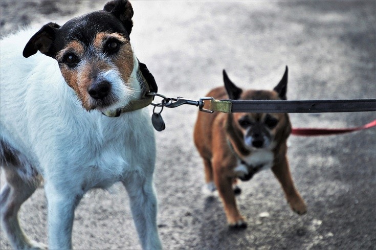 dogs uncomforable with leash