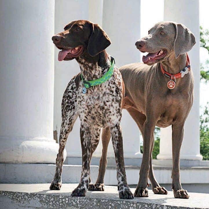 dogs wearing Dogtuff ID tags