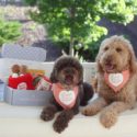 The Dapper Dog Box