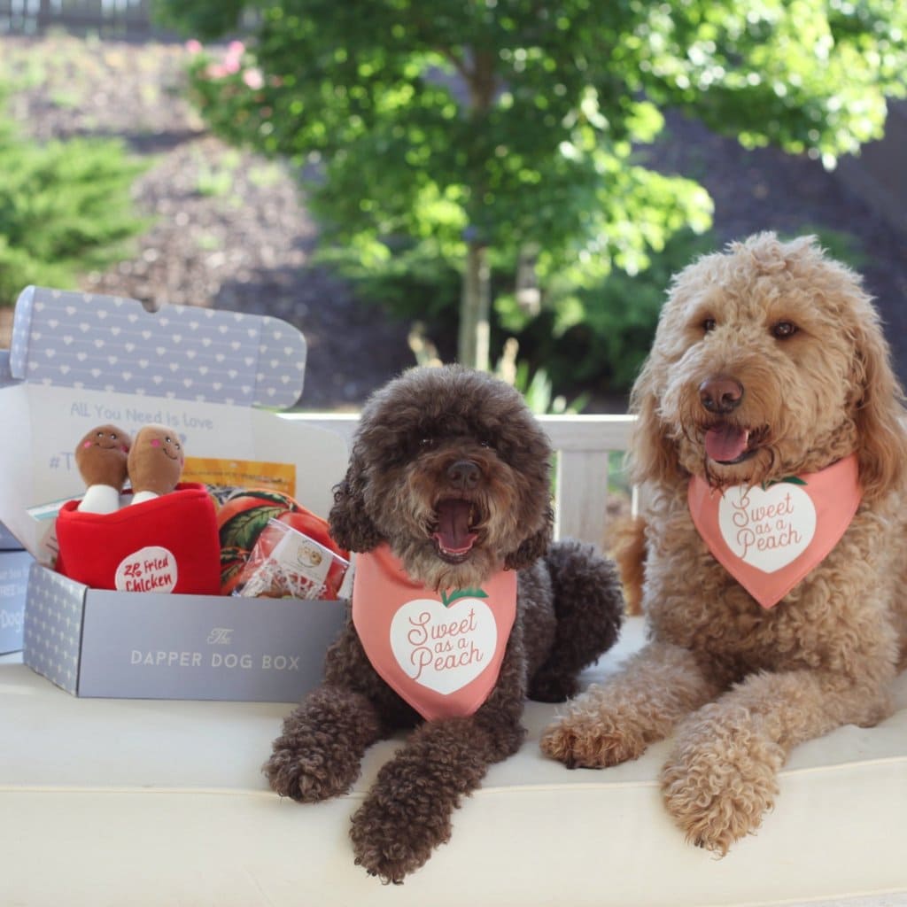 dogs with their The Dapper Dog Box subscriptions