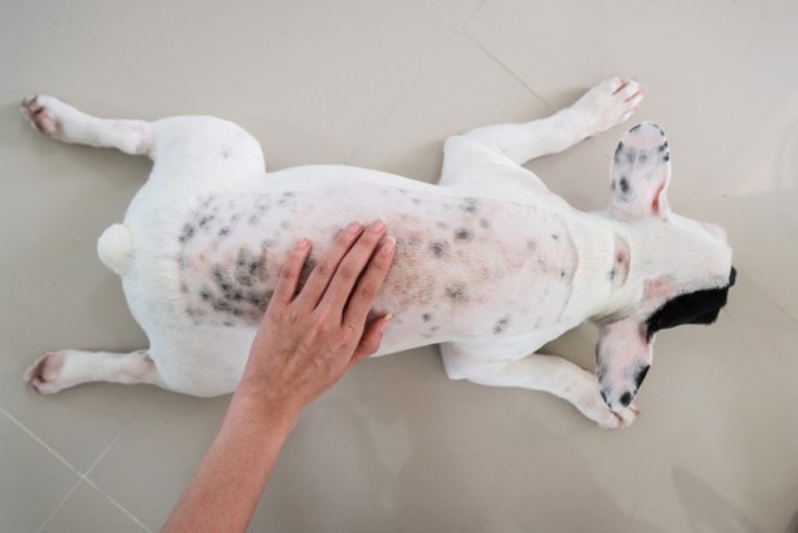 dog skin