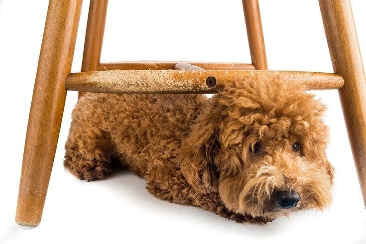doodle chewing wooden stool