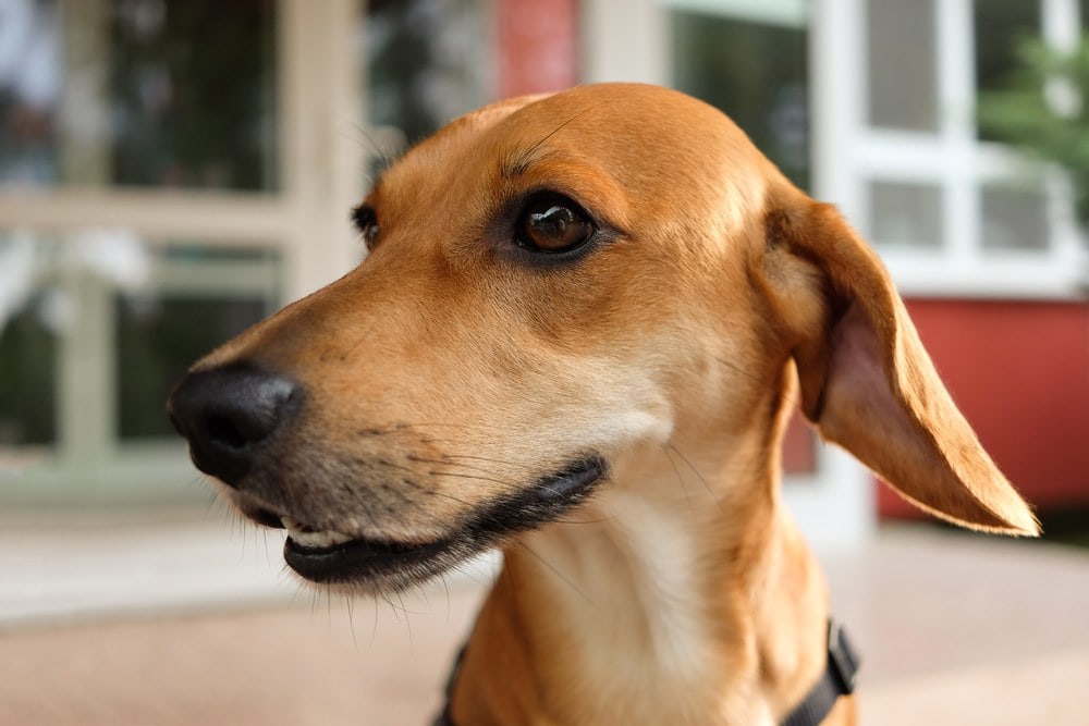 doxle (beagle dachshund mixed dog)