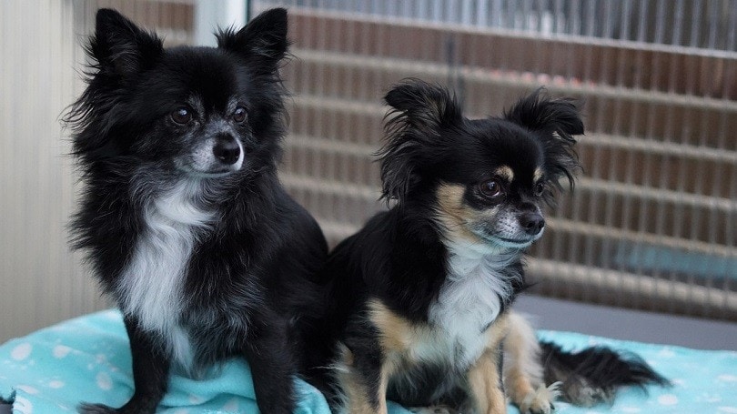Chipin Dog Breed