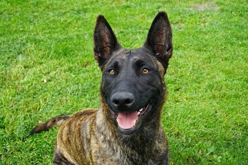 dutch shepherd tongue out