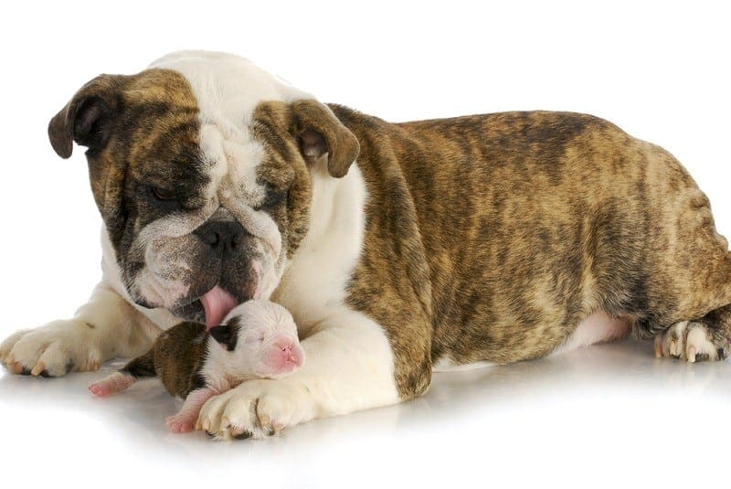 english bulldog mom with two week old puppy_willeecole photography_shutterstock