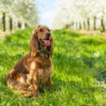 english cocker spaniel on green grass