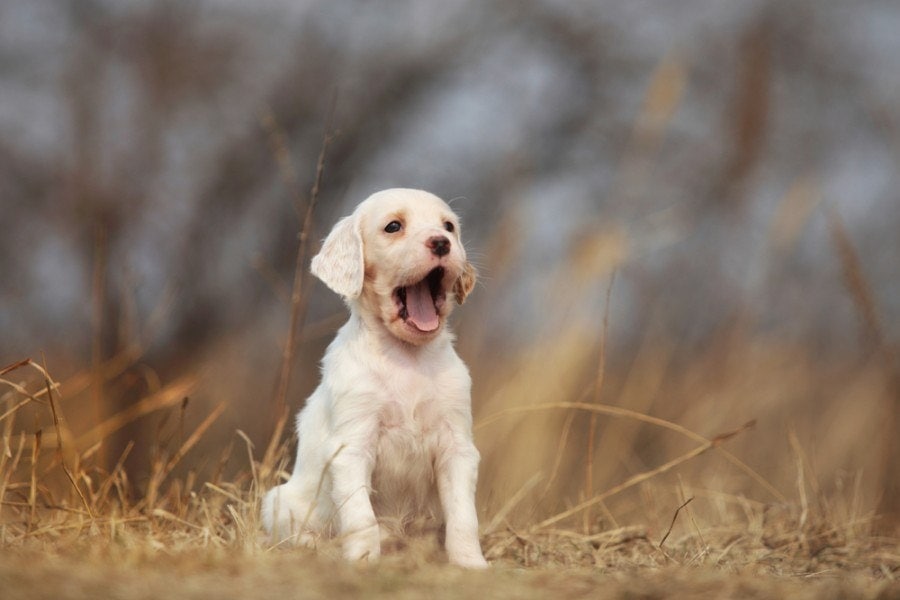 english setter puppy dog