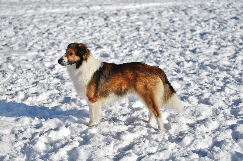 english shepherd