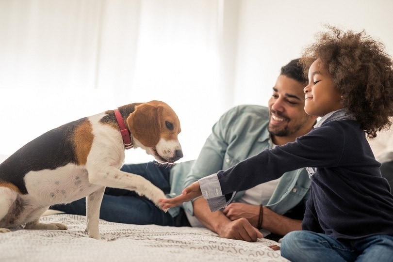 family with beagle
