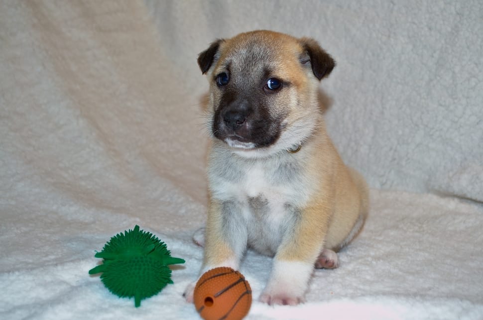fawn anatolian shepherd puppy