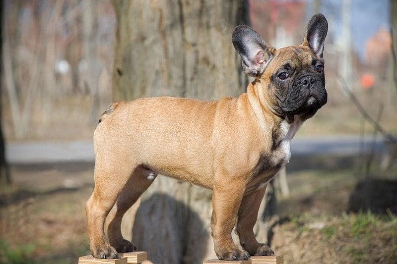 fawn bulldog