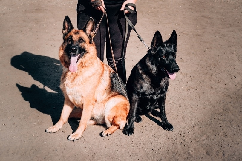 female German shepherds_lightman_pic_shutterstock
