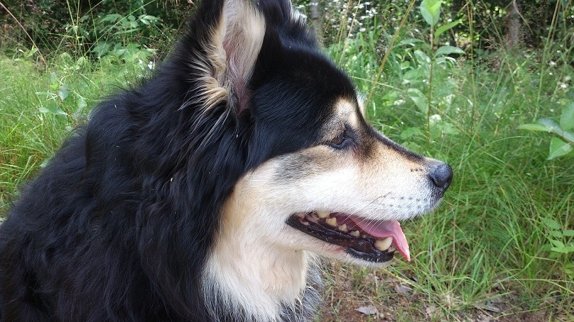 Finnish Lapphund