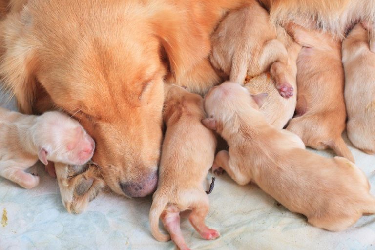 how-long-do-dogs-bleed-after-giving-birth-our-vet-explains-facts-faq