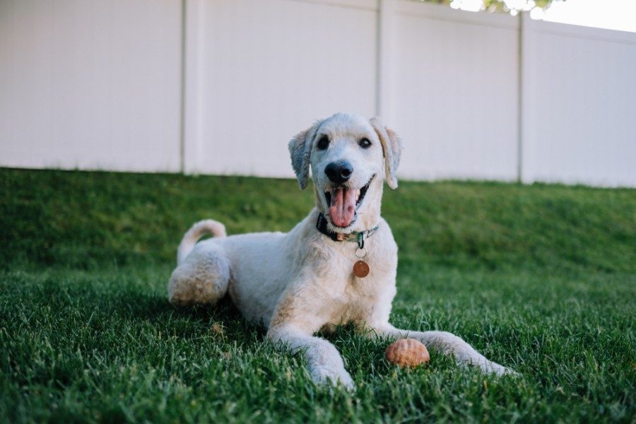 flandoodle puppy
