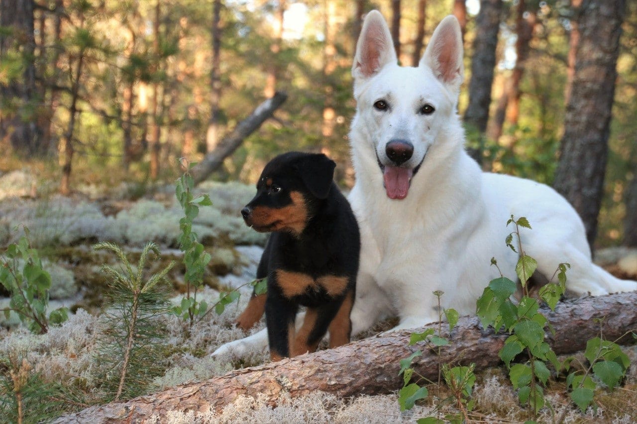 White German Shepherd and Black Rottweiler puppy