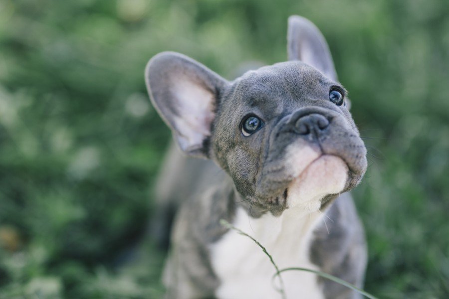 freelance bulldog puppy