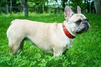 french bulldog collar