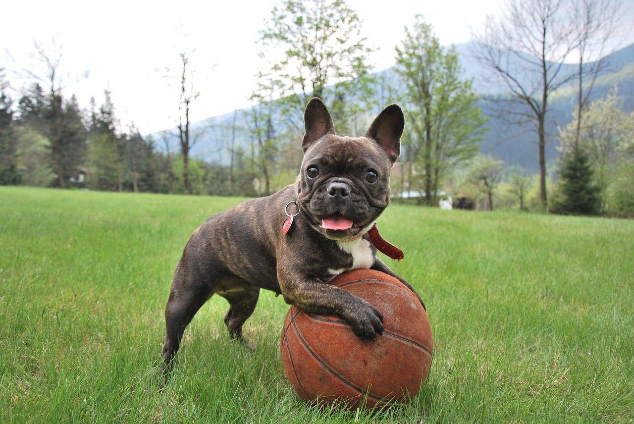brindle french bulldog