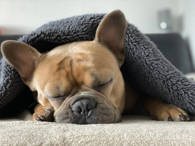 Why Is My French Bulldog Shaking? 10 Vet-Reviewed Reasons | Hepper Pet