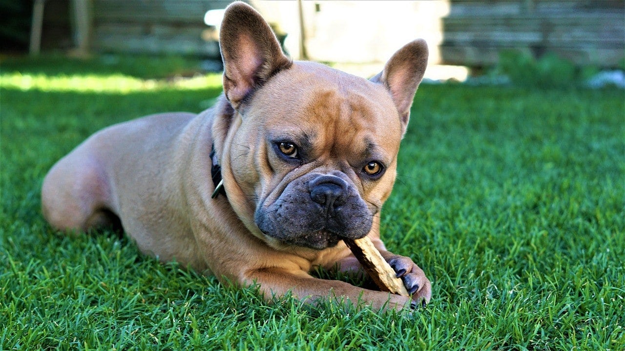 french bulldog