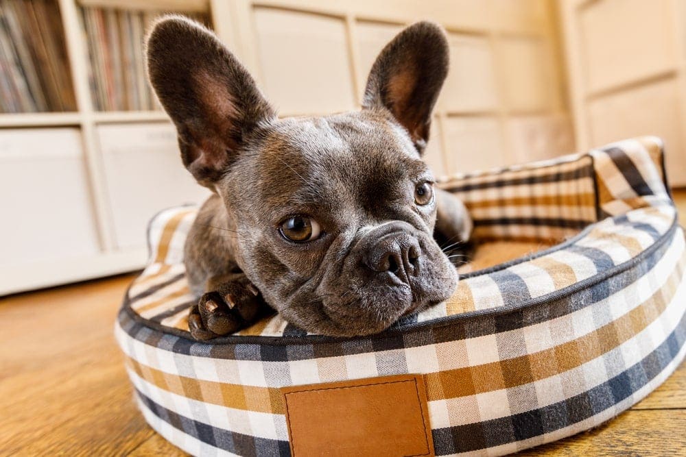 french bulldog in foam dog bed