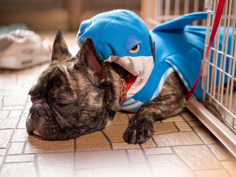 french bulldog