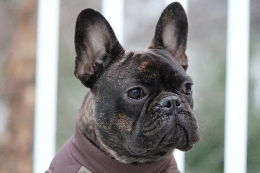 french bulldog