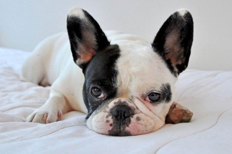Why Is My French Bulldog Shaking? 10 Vet-Reviewed Reasons | Hepper Pet