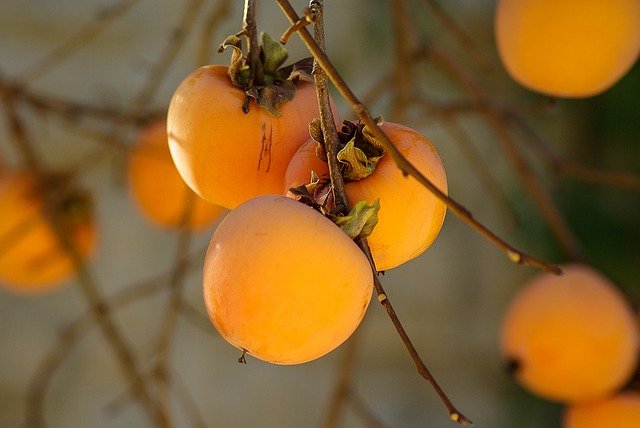 Persimmons
