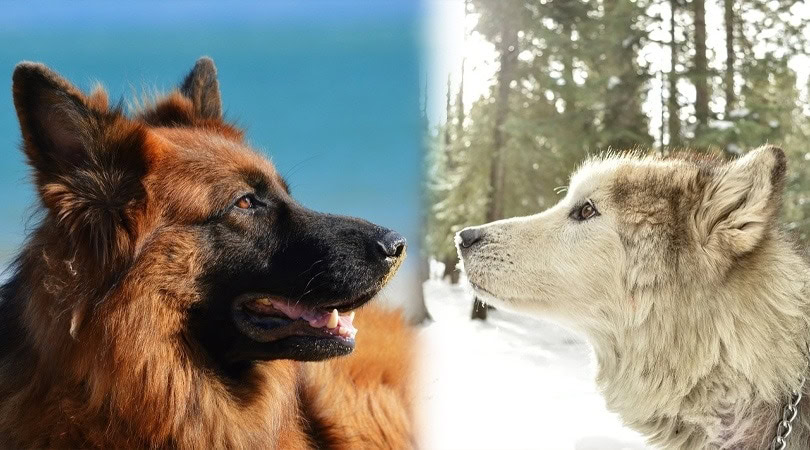 American Alsatian 3