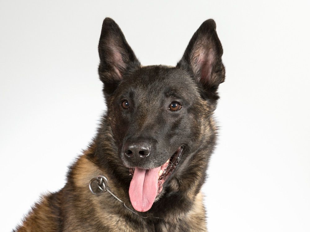 german malinois