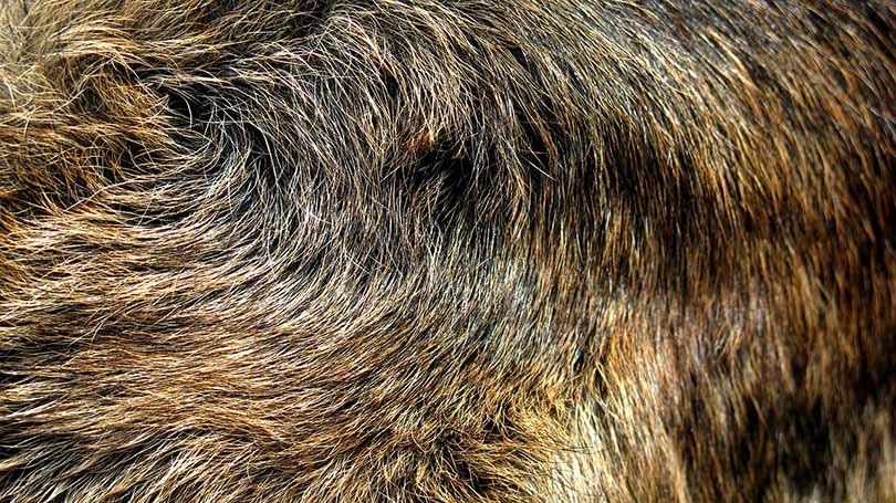 german sheperd's coat