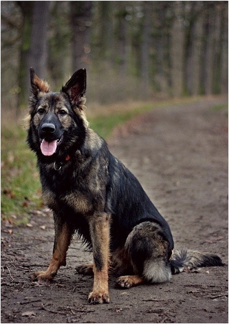 East German DDR Working Line German Shepherds
