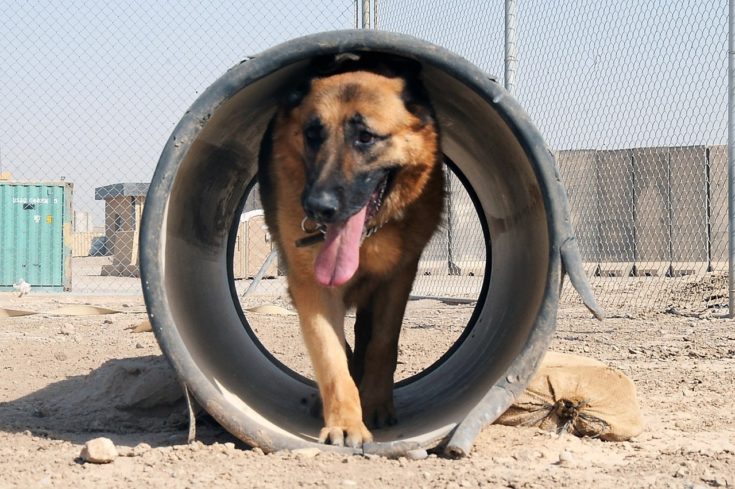 german shepherd agility tunnel