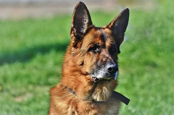 german-shepherd