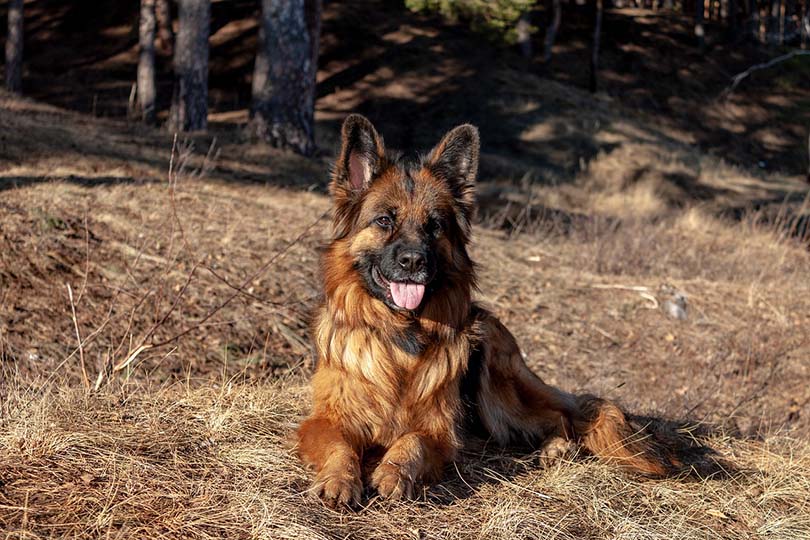 german shepherd dog lying on grass
