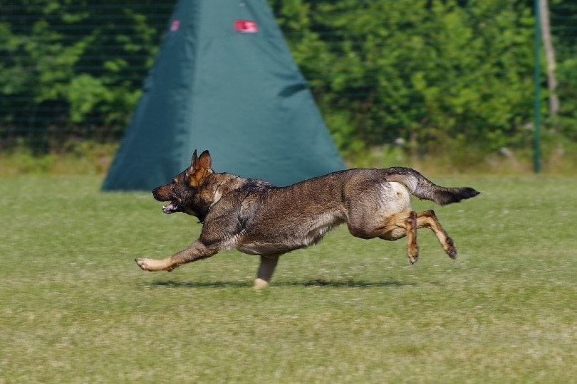 german shepherd dog running in a competition