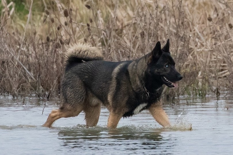 german shepherd dog with blue eyes walking on water