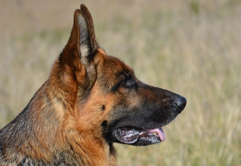 german shepherd face side profile close up